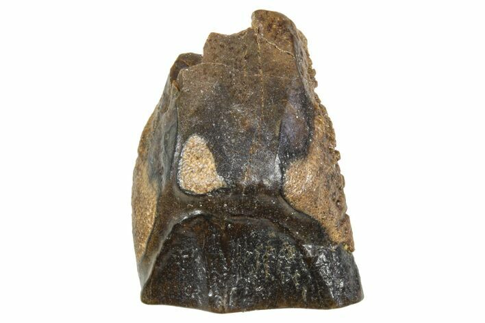 Fossil Triceratops Shed Tooth - Wyoming #376847
